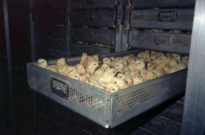 incubatrice